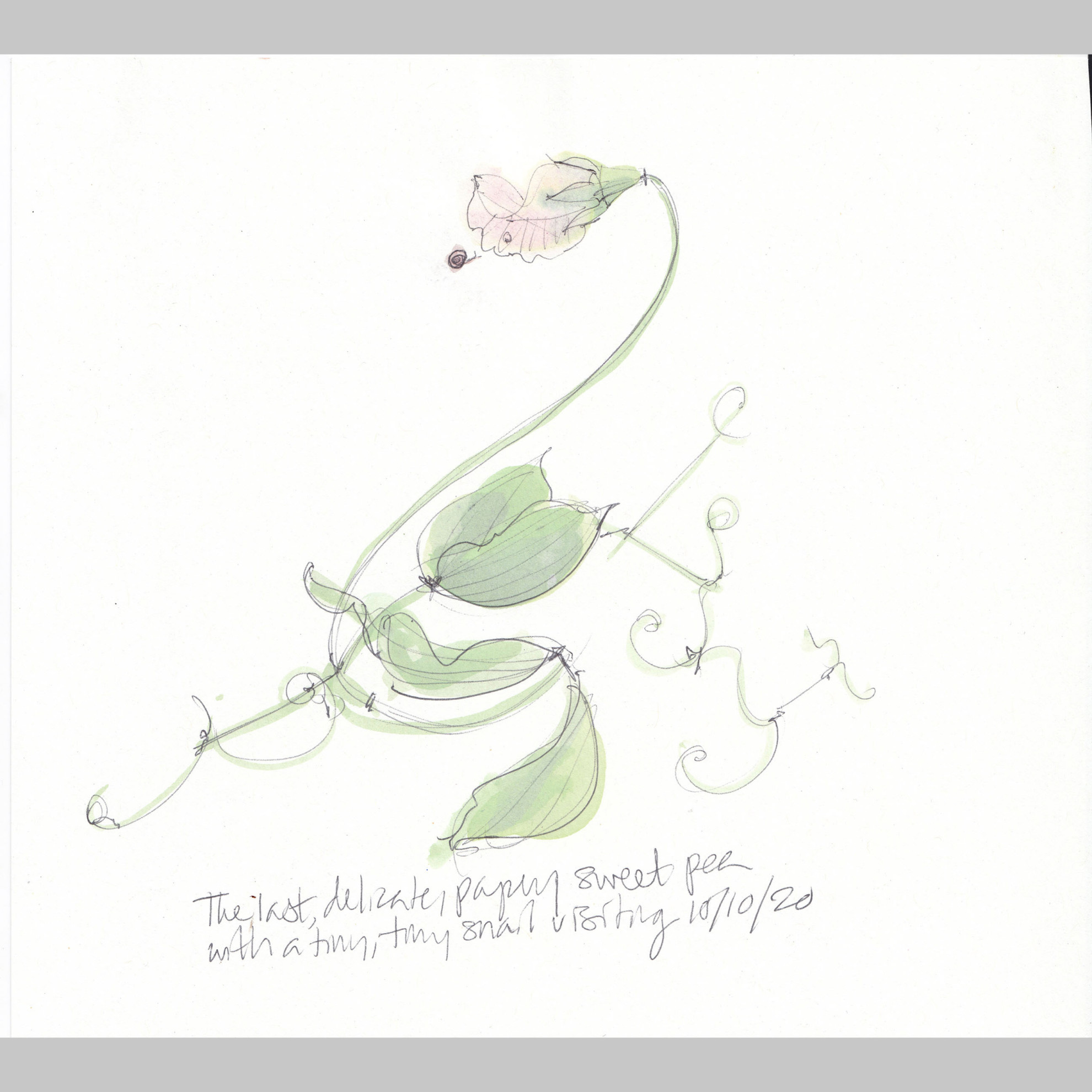 Last sweet pea, tiny snail 10.10.20 (An original sketch by Lydia Thornley)