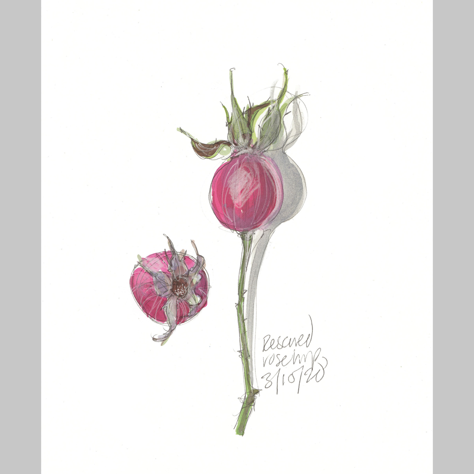 Rescued rosehip 3.10.20 (An original sketch by Lydia Thornley)